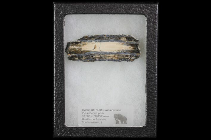 Mammoth Molar Slice With Case - South Carolina #67748